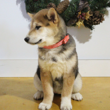 Shiba Inu Puppy Suzie
