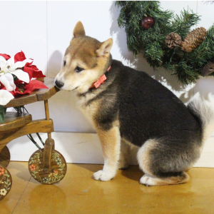 Shiba Inu Puppy Suzie
