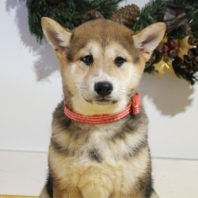 Shiba Inu Puppy Suzie