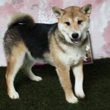 Shiba Inu Puppy Suzie