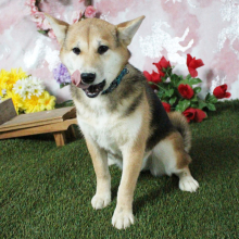Shiba Inu Puppy Suzie