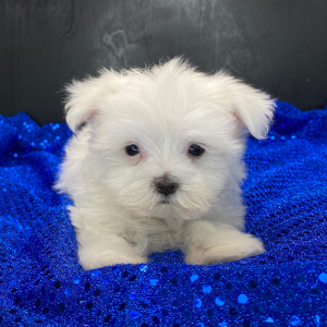 Maltese Puppy Chase