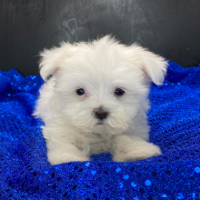 Maltese Puppy Chase