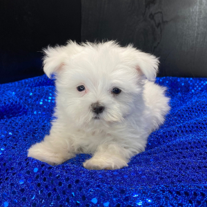 Maltese Puppy Chase