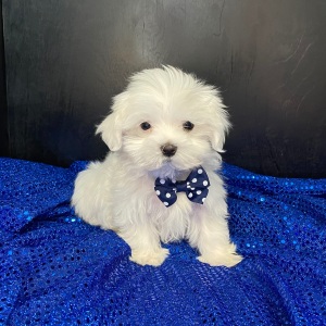 Maltese Puppy Chase