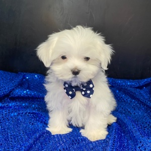 Maltese Puppy Chase