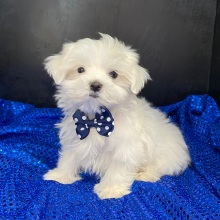 Maltese Puppy Chase