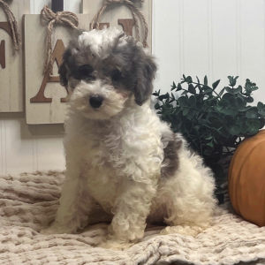 Poodle Puppy Lunar