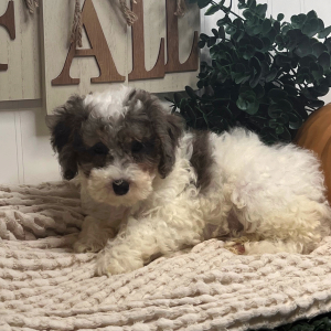 Poodle Puppy Lunar