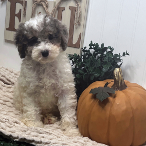 Poodle Puppy Lunar