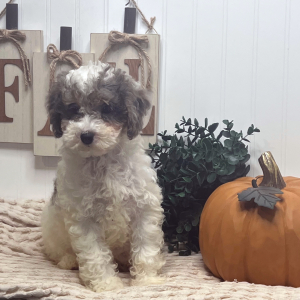 Poodle Puppy Lunar