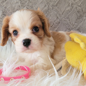 Cavalier King Charles Spaniel Puppy Buster