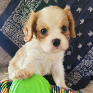 Cavalier King Charles Spaniel Puppy Buster