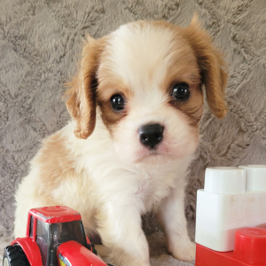 Cavalier King Charles Spaniel Puppy Buster