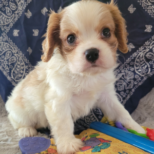 Cavalier King Charles Spaniel Puppy Buster