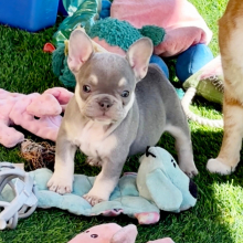 French Bulldog Puppy Madonna