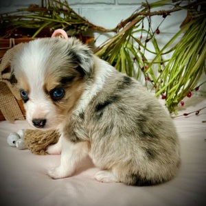 Australian Shepherd Puppy Johnny
