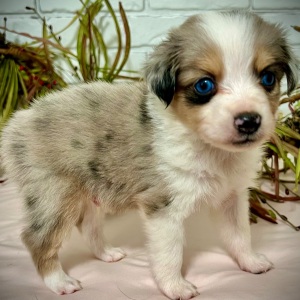 Australian Shepherd Puppy Johnny