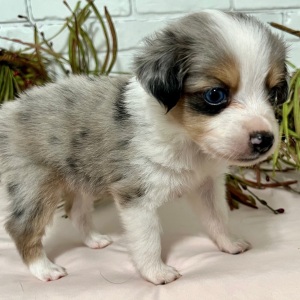 Australian Shepherd Puppy Johnny