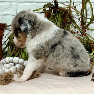 Australian Shepherd Puppy Johnny