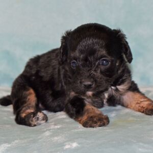 Cavapoo Puppy Mazie