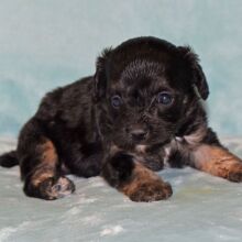 Cavapoo Puppy Mazie