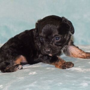 Cavapoo Puppy Mazie