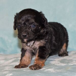 Cavapoo Puppy Mazie
