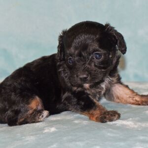 Cavapoo Puppy Mazie