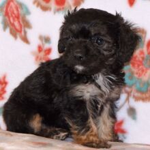 Cavapoo Puppy Mazie