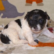 Yorkiepoo Puppy Mason