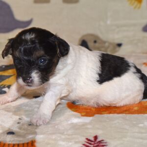 Yorkiepoo Puppy Mason