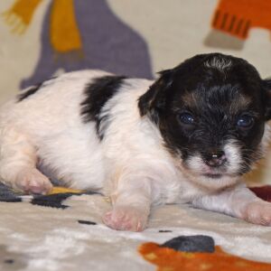 Yorkiepoo Puppy Mason