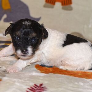 Yorkiepoo Puppy Mason