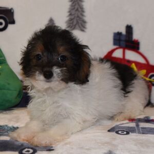 Yorkiepoo Puppy Mason