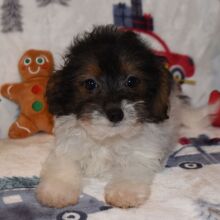 Yorkiepoo Puppy Mason