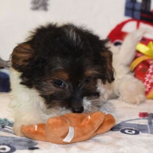 Yorkiepoo Puppy Mason