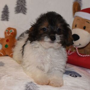 Yorkiepoo Puppy Mason