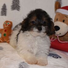Yorkiepoo Puppy Mason