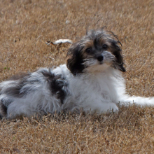 Yorkiepoo Puppy Mason