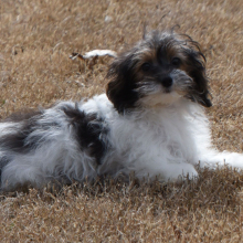 Yorkiepoo Puppy Mason