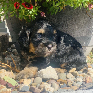 Cockapoo Puppy Daisy