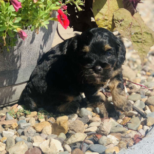 Cockapoo Puppy Daisy