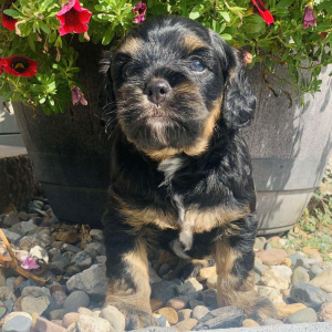 Cockapoo Puppy Daisy