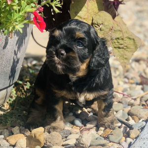 Cockapoo Puppy Daisy