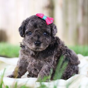 Poodle Puppy Kelsey