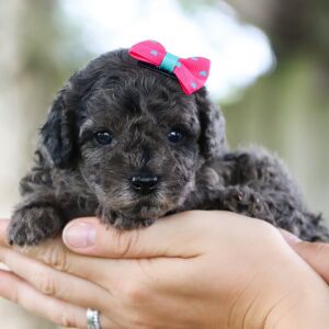 Poodle Puppy Kelsey