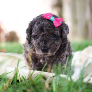 Poodle Puppy Kelsey