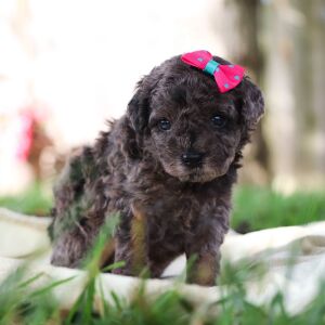 Poodle Puppy Kelsey