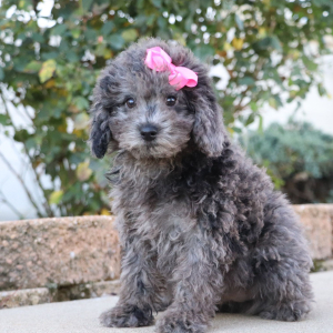 Poodle Puppy Kelsey